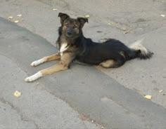 a black and brown dog laying on top of a cement road next to a street