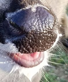 a close up of a black and white dog's nose