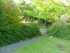 a path in the middle of a lush green park