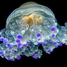 an underwater jellyfish with purple and white bubbles on it's back legs, swimming in the water