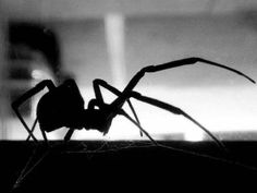 a black and white photo of a spider