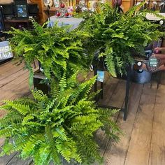 there is a large plant in the middle of this room with other plants on display