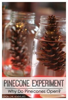 pinecone experiment in mason jars with text that reads, why do pinecones open?