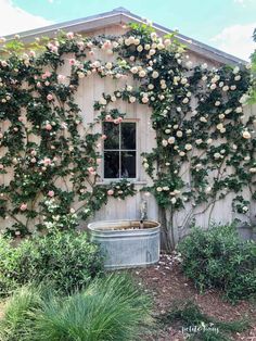 an old tub with roses growing on the side of it