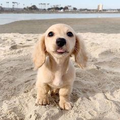 a small dog standing on top of a sandy beach