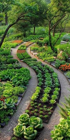 a garden filled with lots of green plants