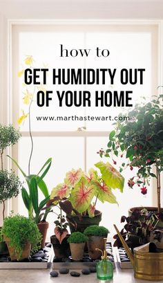 a kitchen counter with potted plants on it and the words how to get humidity out of your home