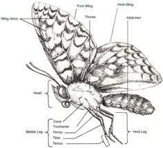 a diagram of the parts of a butterfly's wing and its external body,