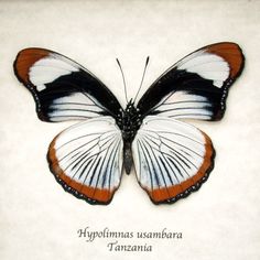 a white and black butterfly with orange stripes on it's wings, sitting on a piece of paper