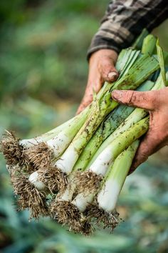 a person holding some green onions in their hands