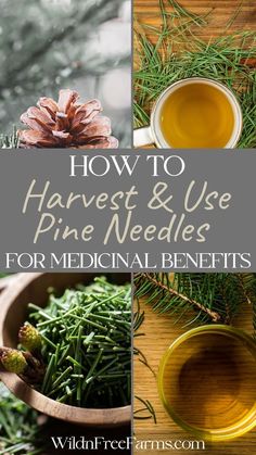 health benefits of pine needles Pine Needle Tea, Herbal Medicine Recipes, Wild Food Foraging, Diy Herbal Remedies, Herbal Remedies Recipes, Medicinal Herbs Garden, Medical Herbs, Herbal Tinctures, Herbal Recipes