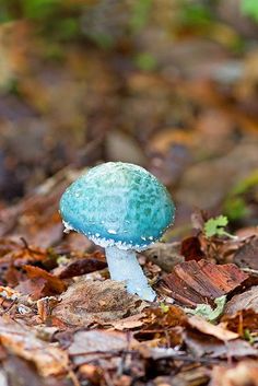 a small blue mushroom sitting on the ground