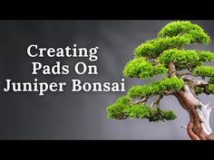 a bonsai tree with the words creating pads on jumper bonsai