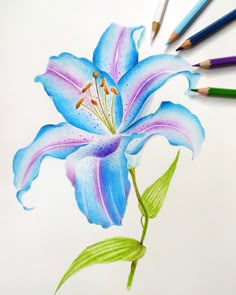 a drawing of a flower with colored pencils