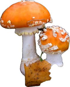 two orange mushrooms with white speckles on them and one has a leaf in front of it