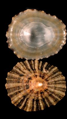 two seashells on a black background with reflection in the bottom one shell is brown and white