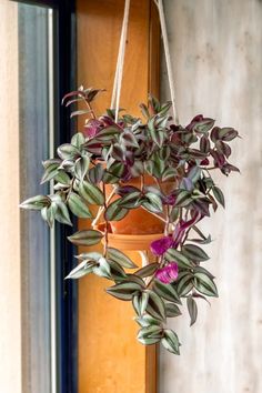 a potted plant hanging from the side of a window