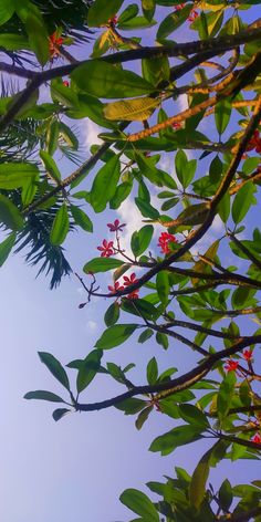 red flowers are growing on the branches of trees in front of a blue sky with white clouds