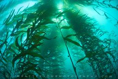 an underwater view of seaweed in the water with sunlight shining through it's branches