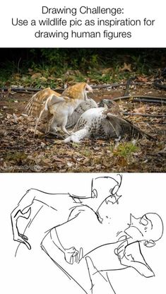 an image of two cats playing with each other in the woods and one cat is laying down