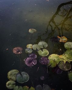 water lilies floating on the surface of a pond