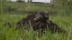 a small animal sitting on top of a pile of dirt