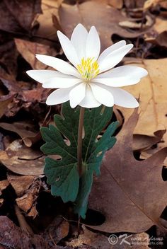 a white flower with yellow center surrounded by brown and green leaves on the ground in autumn