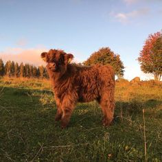 a brown cow standing on top of a lush green field