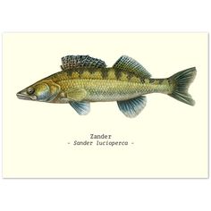 a painting of a fish with the words zanderr on it's side