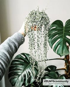 Variegated hanging plant String of Pearls! Pearl Strings, Macrame Hanger, String Of Pearls, Urban Jungle