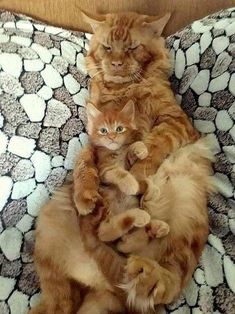 two cats are sitting on top of each other and one cat is holding the other