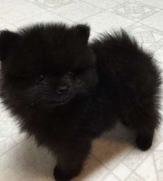 a small black dog standing on top of a white floor