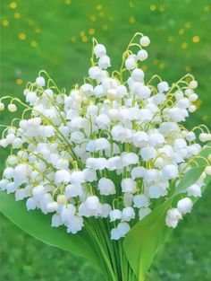 a bouquet of white flowers sitting on top of a lush green field