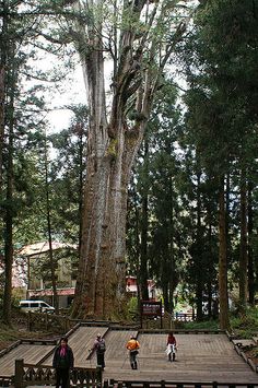 several people are playing tennis on a wooden deck in the woods near a large tree