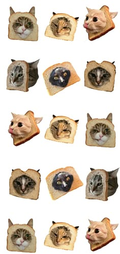 many different pictures of cats peeking out of slices of bread with faces on them, all looking at the same person