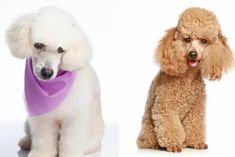 two poodles are sitting next to each other and one is wearing a purple scarf