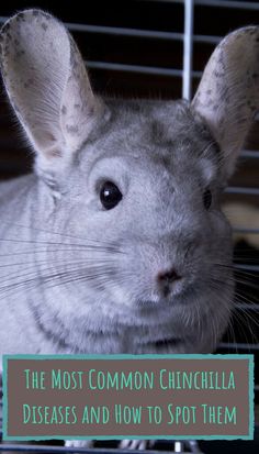 the most common chinchilla disease and how to spot them