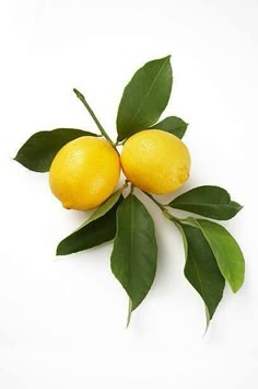 two lemons with green leaves on a white background