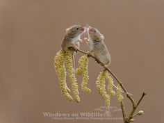 two small mice sitting on top of a tree branch with flowers in front of them