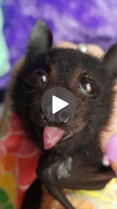 a close up of a small bat with its tongue out and it's mouth open