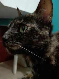 a close up of a black cat with green eyes looking off into the distance on a tile floor