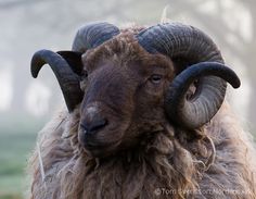 a ram with large horns standing in the grass