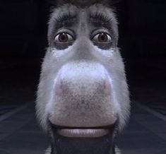 a close up of a monkey's face and nose