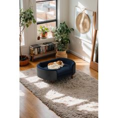 a living room with a dog bed on the floor and potted plants in the window