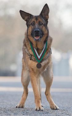 a german shepherd dog with a green and white ribbon around its neck standing on the street