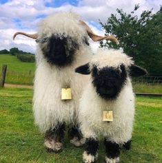 two black and white sheep standing next to each other