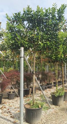 several trees are growing in large pots on the gravel ground, and one tree has been trimmed with metal poles