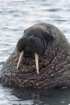 a walpopo with long tusks swimming in the water