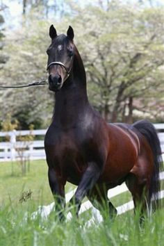 a brown horse standing on top of a lush green field