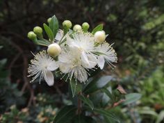 white flowers with green leaves in the background